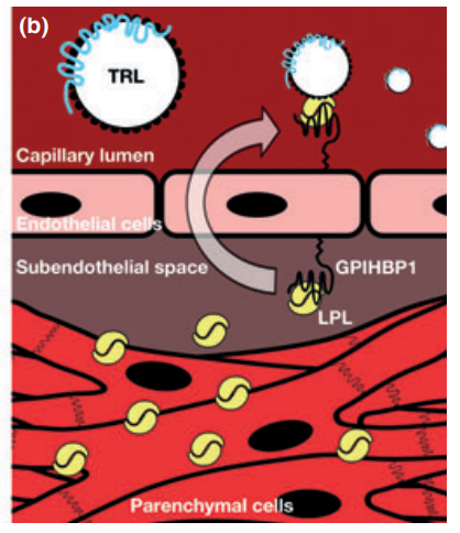 An external file that holds a picture, illustration, etc. Object name is GPI1.png