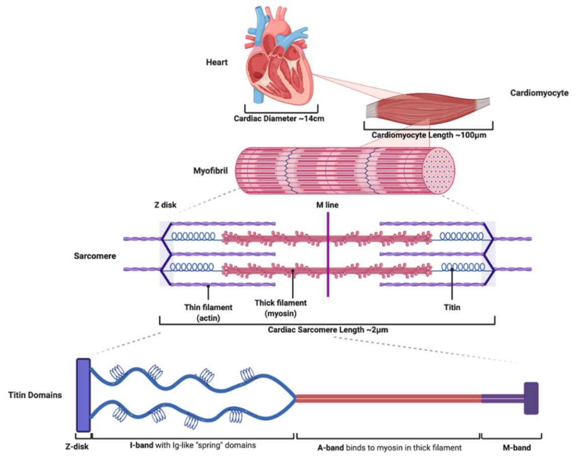 An external file that holds a picture, illustration, etc. Object name is titin1.png